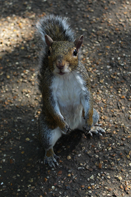 Photograph of a squirrel
